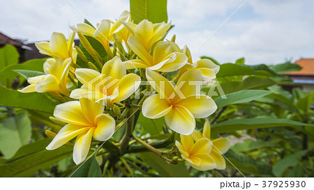 綺麗に咲いたプルメリア 37925930