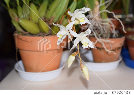 白い蘭の花 白い蘭の花 37926438