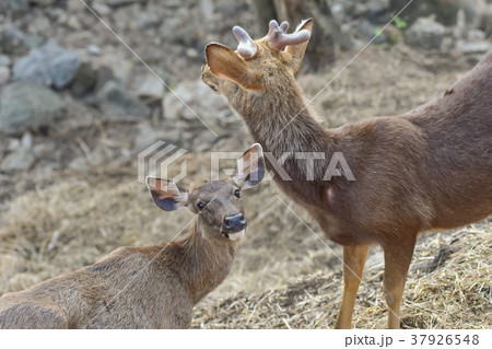deer in the zoo 37926548