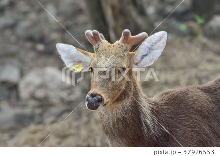 deer in the zoo deer in the zoo 37926553