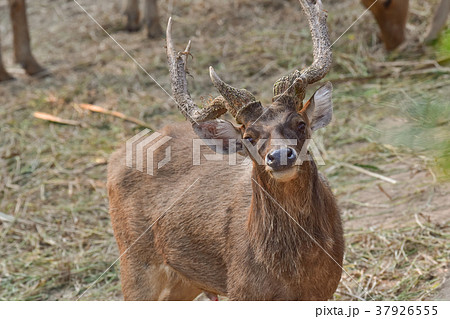 deer in the zoo 37926555
