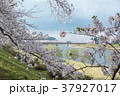 角館の桜 37927017
