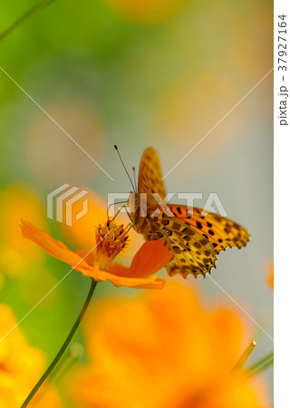 キバナコスモスとチョウ 37927164