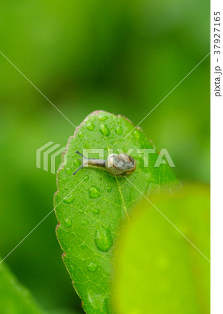 かたつむり 37927165