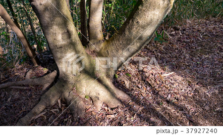 冬の万葉の森 37927240