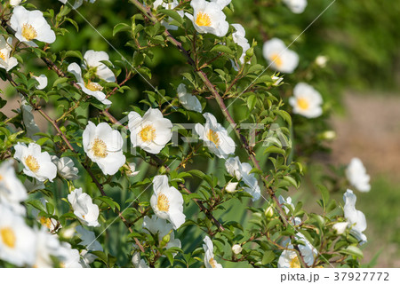 ナニワイバラの花の写真素材