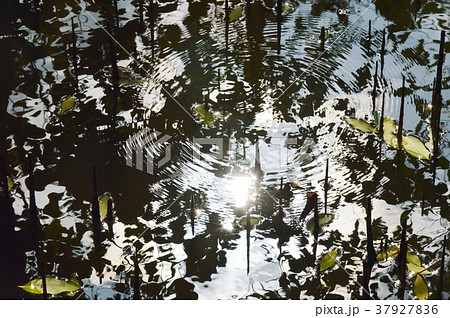 sunlight reflection and ripple on water in forest sunlight reflection and ripple on water in forest 37927836