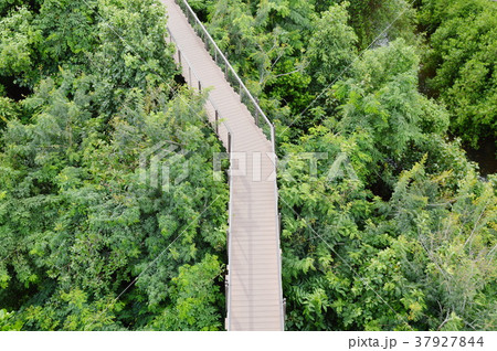 wooden walkway for looking view over forest wooden walkway for looking view over forest 37927844