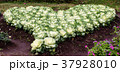 The cabbages represent the heart. 37928010