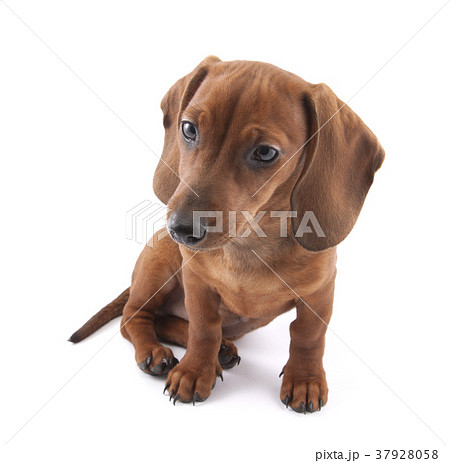 Dachshund puppy isolated on white background  37928058