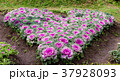 Colorful Cabbages reprensent the heart, 37928093