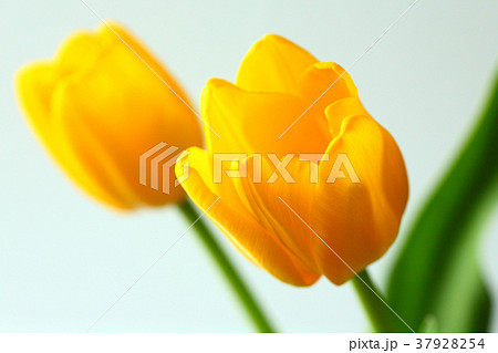 黄色いチューリップの花の写真素材