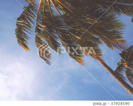 ヤシの木 青空 37928590