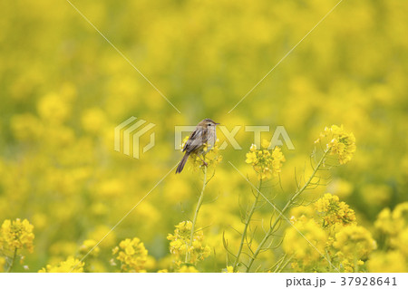 セッカ セッカ 37928641