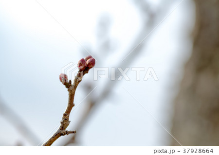 梅 梅の花 つぼみ 植物 梅 梅の花 つぼみ 植物 37928664