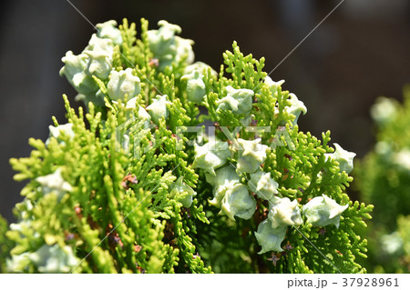 コノテガシワの実 37928961