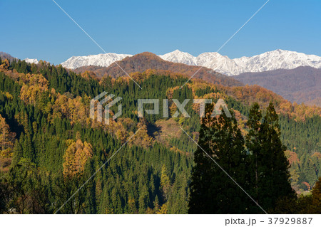 白馬三山と山里 37929887