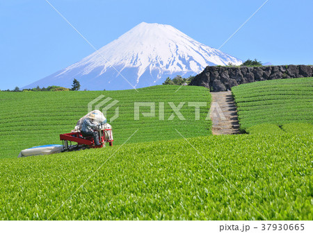 今宮からの春の風景-333187 今宮からの春の風景-333187 37930665
