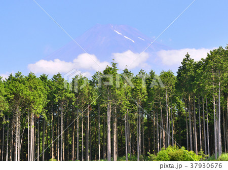 檜林と富士山 の写真素材