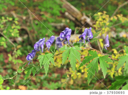 トリカブト-33418 トリカブト-33418 37930693