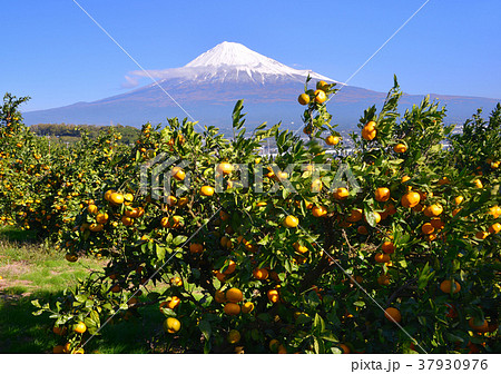 ミカン畑と富士山 の写真素材