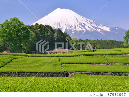 大淵からの春の風景-333158 大淵からの春の風景-333158 37931047