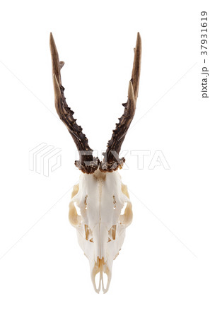 Animal skull with antlers isolated on white 37931619