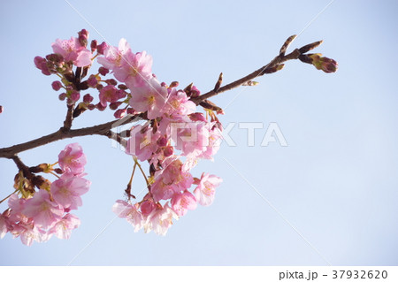 三浦海岸 河津桜 三浦海岸 河津桜 37932620