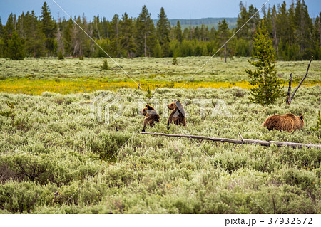 Grizzly bear in Yellowstone National Park Grizzly bear in Yellowstone National Park 37932672