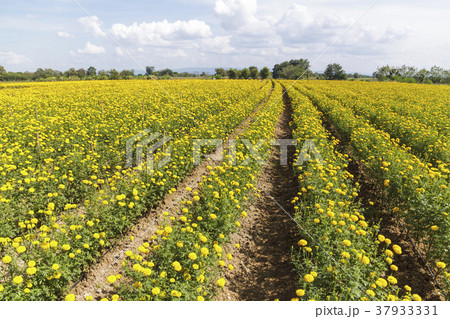 Beautiful marigold field on blue sky 37933331