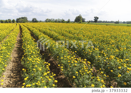 Beautiful marigold field on blue sky 37933332