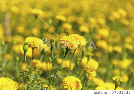 Beautiful marigold field 37933333
