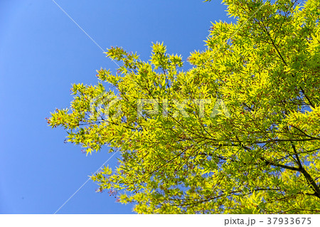 紅葉 (4月 新緑)の写真素材 [37933675] - PIXTA