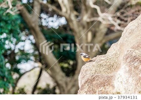 【神奈川県】鳥 【神奈川県】鳥 37934131