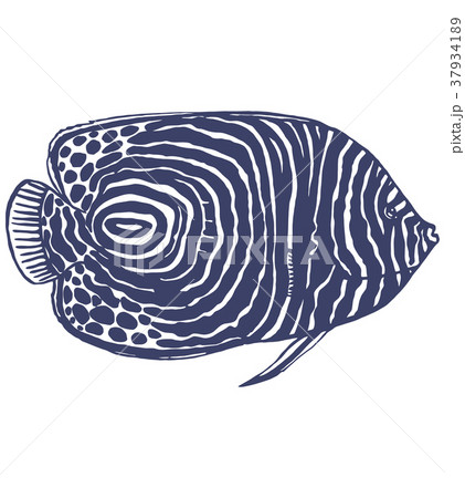 Emperor Angelfish  in Hand Drawn Style 37934189