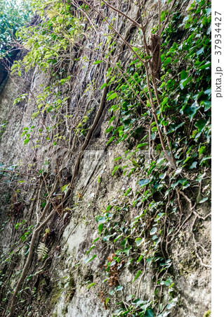 【神奈川県】自然イメージ 37934427