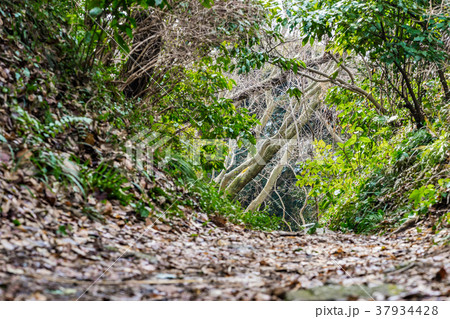 【神奈川県】自然イメージ 37934428