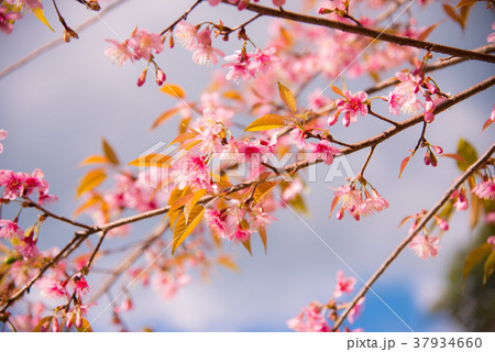 Pink Wild Himalayan Cherry flowers in nature. Pink Wild Himalayan Cherry flowers in nature. 37934660