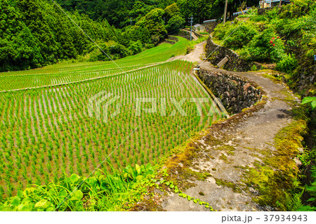 清水棚田の水張り風景　【長崎県雲仙市千々石町】 37934943