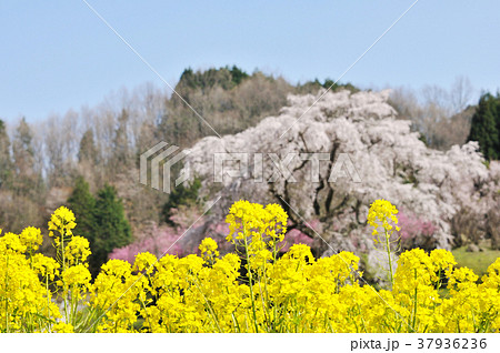 『小春日和』 ~又兵衛桜 『小春日和』 ~又兵衛桜 37936236