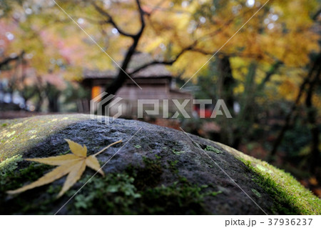 『木漏れ日茶屋』 ~茶屋 『木漏れ日茶屋』 ~茶屋 37936237