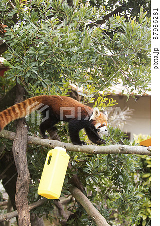 大牟田市動物園 レッサーパンダ、 大牟田市動物園 レッサーパンダ、 37936281