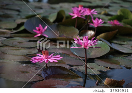 ASIA THAILAND AYUTHAYA NATURE LOTUS FLOWER 37936911
