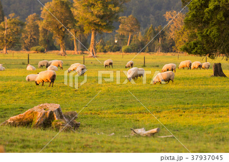 Sheep on field over green glass 37937045