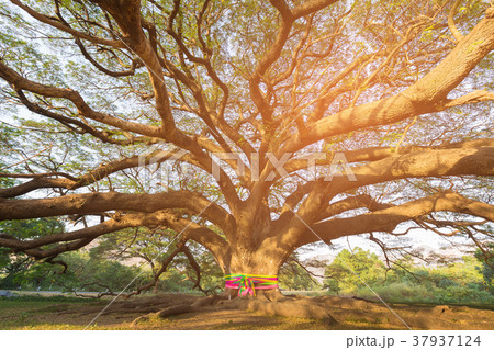 Big tree in garden with sun light 37937124