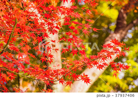 紅葉の秋 真っ赤なモミジ 秋の風景 庭園の紅葉 名園の紅葉 美しい紅葉 和を感じる紅葉の写真素材