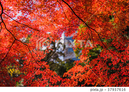 紅葉の秋 真っ赤なモミジ 秋の風景 庭園の紅葉 名園の紅葉 美しい紅葉 和を感じる紅葉の写真素材