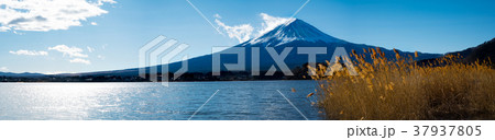 Panorama view of Mt. Fuji at Oishi Park 37937805