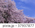 都心の桜 37937877