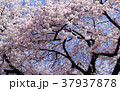 都心の桜 37937878
